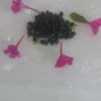 بذر گل شب بو، چهار فصل|گل و گیاه طبیعی|شادگان, |دیوار