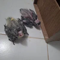 جوجه عروس هلندی