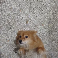 فروش دو عدد سگ نر و ماده