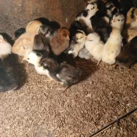 جوجه مرغ گلین و جوجه بوقلمون محلی