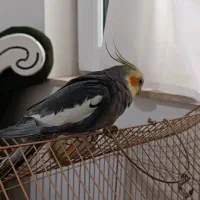 عروس هلندی|پرنده|شوط, |دیوار