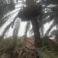 درخت گرازحرفه ای|گل و گیاه طبیعی|بم, |دیوار