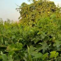 باغ مرزیجران