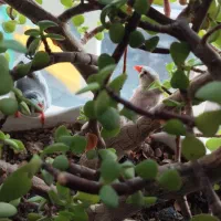 دو عدد فنج جفت