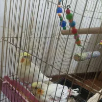 عروس هلندی باقفس