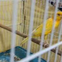 معاوضه قناری