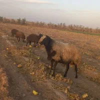 یک راس قوچ دوساله