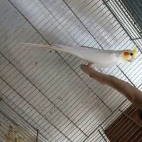 طوطی‌عروس‌‌دستی|پرنده|قم, سید معصوم|دیوار