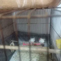 2عدد فنچ نر سفید بالغ تعویض بایک قفس سالم تروتمیز