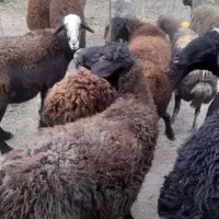 گوسفند افشار|حیوانات مزرعه|اسکو, |دیوار