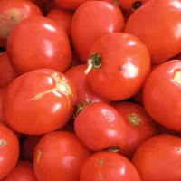 گوجه کوهسرخ سالم بدون خرابی خوش طعم