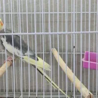 عروس هلندی نر مست سینامون ، ابلغ لوتینو، ماده ابلغ|پرنده|شیراز, سلطان آباد|دیوار