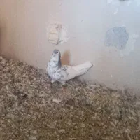 کبوتر|پرنده|جهرم, |دیوار