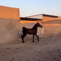 کره اسب نریان|اسب و تجهیزات اسب‌سواری|تهران, خلیج فارس|دیوار