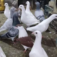 گوشتی یوتی لی تی