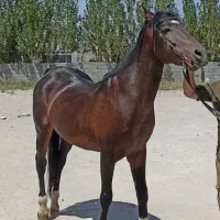 فروش اسب کرد قهوه ای همراه وسایل سوارکاری|اسب و تجهیزات اسب‌سواری|تبریز, |دیوار