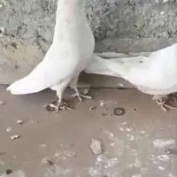 سفیدچش ونوک تهرونی