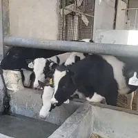 گوساله از شیر گرفته