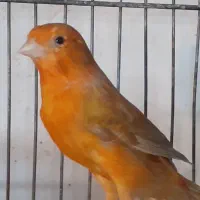 قناری ماده اماده،مولد،جفتی سهره و گلبسر،نرمست بخون|پرنده|کرج, چمران|دیوار