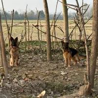 دو قلاده ژرمن شپرد برای فروش با قیمت منصفانه|سگ|رشت, حومه رشت|دیوار