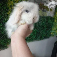 خرگوش مینی لوپ توپولی عروسک|موش و خرگوش|کرج, کرج نو|دیوار