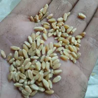 گندوم مهرگان