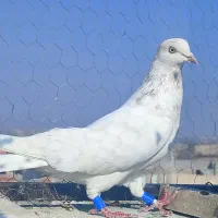 فروشی ۳عدد کبوتر شکار|پرنده|بناب, |دیوار