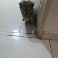 سگ پامر خرسی 2 ماهه|سگ|تهران, فلاح|دیوار