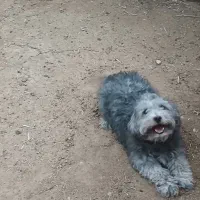 سگ پاپی باهوش