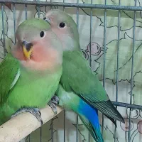 جوجه برزیلی