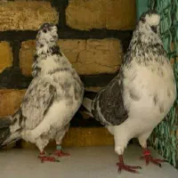 جفت های . ساعت بالا . گرو دولاب . عتیقه|پرنده|تهران, نیروی هوایی (پیروزی)|دیوار