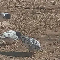 کبوتر قیمت پانصدهزارتومن