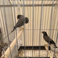 پرنده مینا|پرنده|تهران, عباسآباد|دیوار