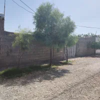باغچه سیاه منصور