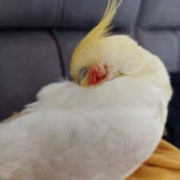 عروس هلندی نر