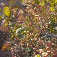 فروش باغ مشجرگوگان محله ایستگاه راه آهن گوگان