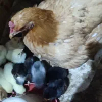 ۱۵عدد جوجه محلی بدون مادر