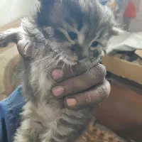 دوتا بچه گربه ناز