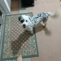 حیوانات  سگ شیتزو کراس