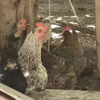 فروش مرغ تخمگذار