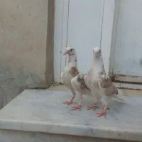 کبوتر