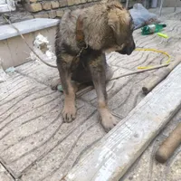 سگ توله پژدر 4 ماهه نصل خوب اصیل|سگ|کرمانشاه, |دیوار