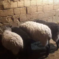 گوسفند رومانوف و مهربانی اصیل|حیوانات مزرعه|سنندج, |دیوار