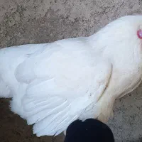 مرغ محلی تخم گذار
