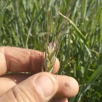 کودشیمیایی سفید