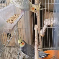 عروس هلندی