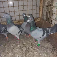 ادرس الوند|پرنده|الوند, |دیوار