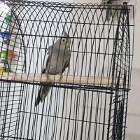 عروس هلندی ماده