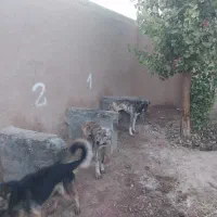 دوقلاده  افغان  پلنگی