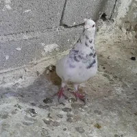 کبوتر سار پرشی